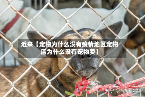 近来【宠物为什么没有疫情地区宠物店为什么没有宠物卖】-第3张图片