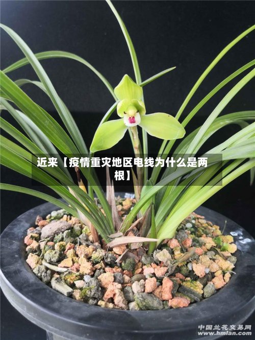 近来【疫情重灾地区电线为什么是两根】-第2张图片