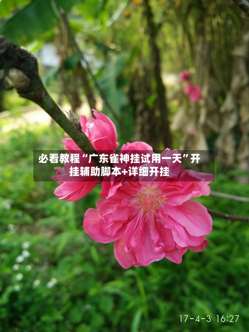 必看教程“广东雀神挂试用一天”开挂辅助脚本+详细开挂-第2张图片