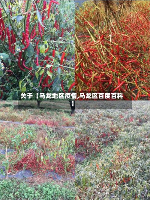 关于【马龙地区疫情,马龙区百度百科】-第2张图片