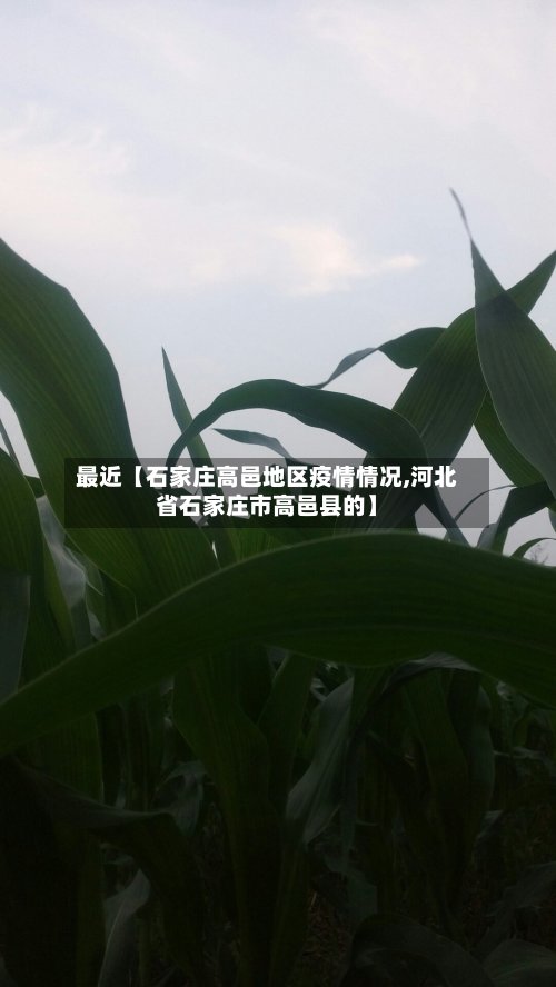 最近【石家庄高邑地区疫情情况,河北省石家庄市高邑县的】-第3张图片