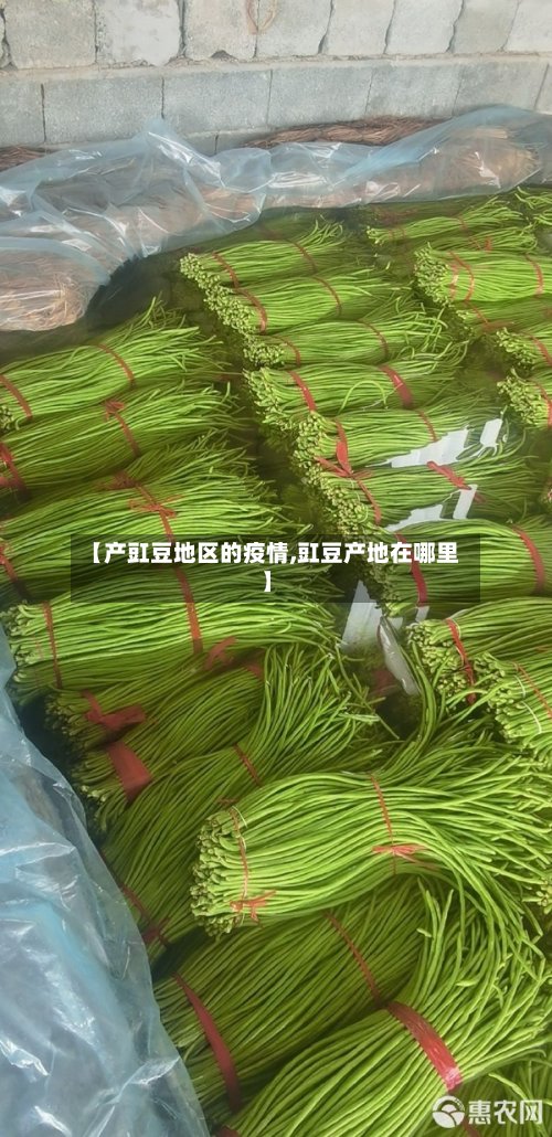【产豇豆地区的疫情,豇豆产地在哪里】-第2张图片
