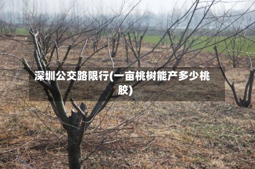 深圳公交路限行(一亩桃树能产多少桃胶)