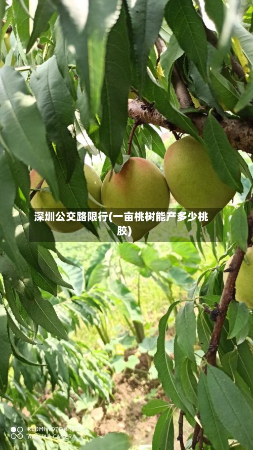 深圳公交路限行(一亩桃树能产多少桃胶)-第2张图片